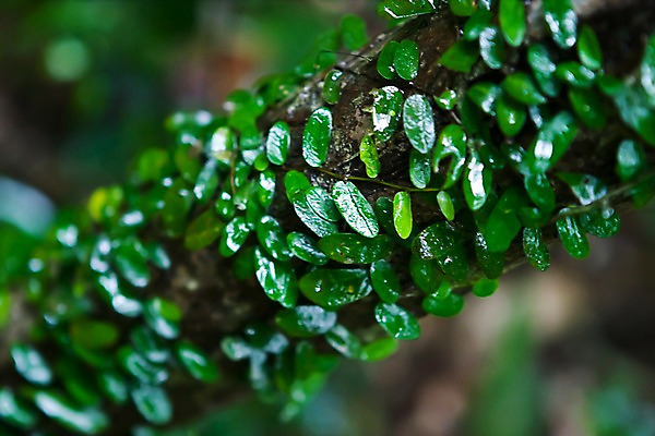 포토 JPG 주간 나무 식물 해외풍경 해외 아시아 백그라운드 잎 필리핀 풍경 사람없음 야외 아웃포커스 초록색 덩굴 국내포토 자연요소 나라 컬러 촬영기법 동남아시아 파일형식