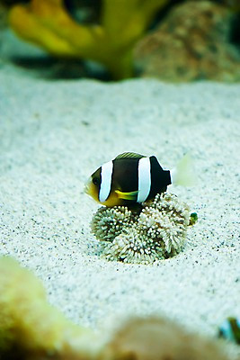 포토 JPG 동물 한마리 해외 아시아 백그라운드 실내 어류 필리핀 사람없음 아웃포커스 검은색 수중 수중동물 줄무늬 산호 열대어 수족관 아네모네피쉬 크라운피쉬 흰동가리 수중사진 국내포토 1 나라 컬러 무늬 촬영기법 내부 동남아시아 자포동물 파일형식