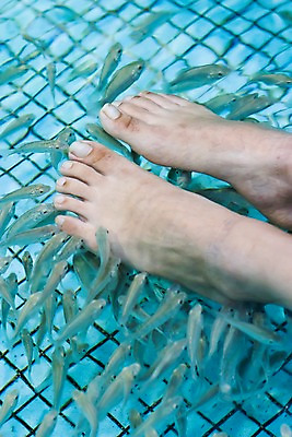 포토 JPG 동물 해외 아시아 여러마리 발 수영장 어류 필리핀 사람 야외 신체부위 치료 물 수중동물 닥터피쉬 국내포토 자연요소 나라 다수 의학 동남아시아 파일형식