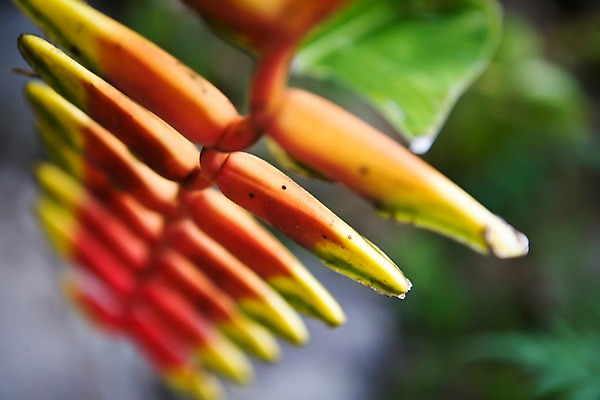 포토 JPG 식물 해외풍경 해외 꽃 아시아 백그라운드 잎 필리핀 풍경 사람없음 야외 아웃포커스 빨간색 초록색 정원 식물원 헬리코니아 국내포토 나라 컬러 촬영기법 동남아시아 파일형식