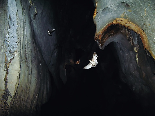 포토 JPG 주간 동물 해외풍경 해외 아시아 섬 여러마리 자연 조류 국립공원 필리핀 풍경 사람없음 야외 관광지 강 어둠 탐험 동굴 휴양지 지하강 팔라완 국내포토 자연요소 공원 나라 여행 다수 동남아시아 장소 생태계 파일형식