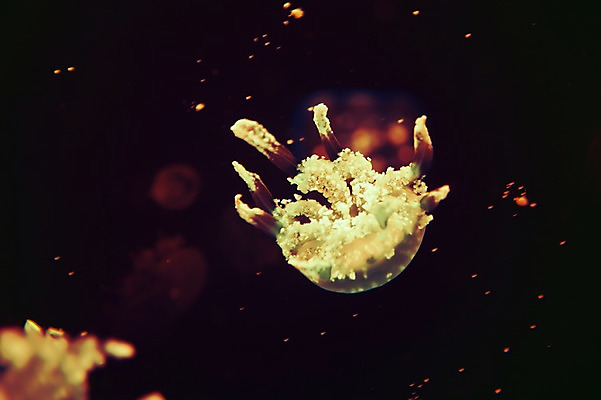 포토 JPG 동물 아시아 백그라운드 실내 필리핀 근접촬영 사람없음 아웃포커스 어둠 자포동물 수족관 해파리 아쿠아리움 팔라완 국내포토 나라 뷰포인트 촬영기법 내부 동남아시아 수중동물 파일형식