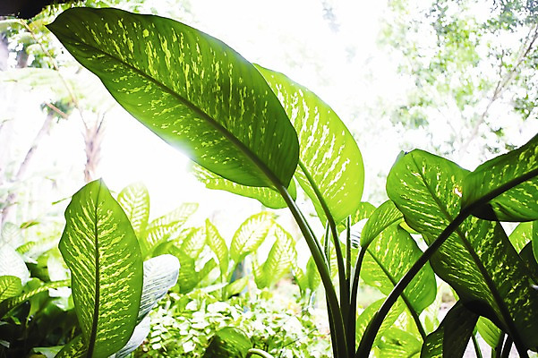 포토 JPG 주간 식물 해외풍경 해외 아시아 로우앵글 백그라운드 잎 필리핀 풍경 사람없음 야외 아웃포커스 숲 국내포토 자연요소 나라 뷰포인트 촬영기법 동남아시아 파일형식