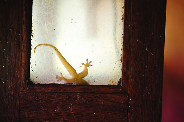 포토 JPG 동물 해외 아시아 백그라운드 부분 창문 파충류 실내 필리핀 사람없음 다리 지저분함 꼬리 도마뱀 국내포토 나라 내부 신체부위 동남아시아 감각 파일형식