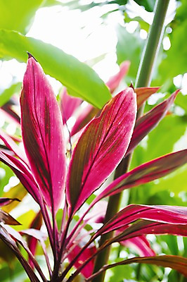 포토 JPG 주간 식물 해외풍경 해외 아시아 로우앵글 백그라운드 잎 리조트 필리핀 사람없음 야외 빨간색 관광지 열대우림 열대식물 휴양지 마닐라 국내포토 자연요소 나라 뷰포인트 컬러 여행 풍경 동남아시아 장소 숲 파일형식