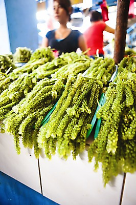 포토 JPG 식물 해외풍경 해외 여자 아시아 실내 필리핀 풍경 성인 아웃포커스 판매 전시 해조류 시장 상품 바다포도 해초류 여자만 성인여자만 성인만 국내포토 나라 촬영기법 사람 내부 동남아시아 해양식물 파일형식