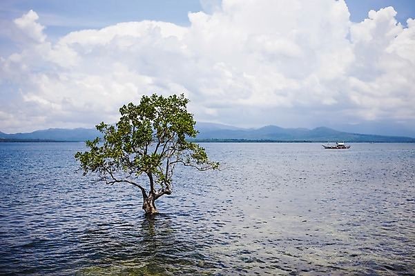 포토 JPG 주간 나무 식물 구름 해외풍경 해외 아시아 바다 수상교통 자연 하늘 필리핀 풍경 사람없음 야외 맹그로브 팔라완 선박 국내포토 자연요소 나라 교통수단 동남아시아 생태계 파일형식