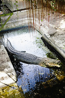 포토 JPG 주간 동물 한마리 해외풍경 해외 아시아 파충류 필리핀 사람없음 야외 물 관광지 농장 지저분함 악어 팔라완 국내포토 자연요소 1 나라 여행 농업 풍경 동남아시아 감각 파일형식