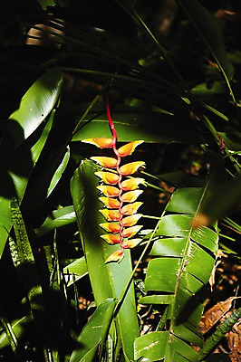 포토 JPG 식물 해외풍경 해외 꽃 아시아 백그라운드 잎 필리핀 풍경 사람없음 야외 아웃포커스 빨간색 초록색 정원 어둠 식물원 헬리코니아 국내포토 나라 컬러 촬영기법 동남아시아 파일형식