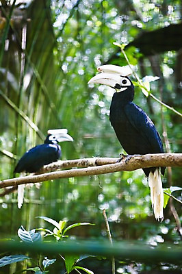 포토 JPG 주간 동물 해외풍경 해외 아시아 두마리 조류 필리핀 앉기 풍경 사람없음 야외 아웃포커스 농장 정원 나뭇가지 코뿔새 팔라완 국내포토 자연요소 나무 나라 2 농업 모션 촬영기법 동남아시아 파일형식