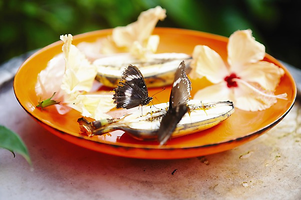 포토 JPG 주간 식물 동물 해외풍경 해외 그릇 접시 꽃 아시아 나비 두마리 과일 바나나 필리핀 풍경 사람없음 야외 아웃포커스 정원 국내포토 자연요소 식기 나라 곤충 2 촬영기법 동남아시아 파일형식