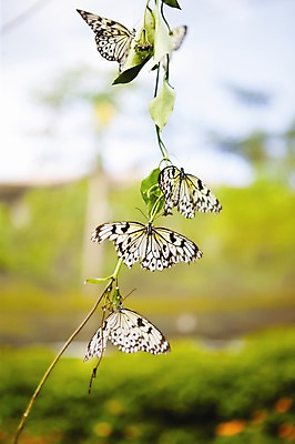 포토 JPG 동물 구름 해외풍경 해외 아시아 로우앵글 나비 곤충 백그라운드 여러마리 자연 하늘 필리핀 풍경 사람없음 아웃포커스 정원 팔라완 국내포토 자연요소 나라 뷰포인트 다수 촬영기법 동남아시아 생태계 파일형식