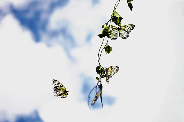 포토 JPG 동물 구름 해외풍경 해외 아시아 로우앵글 나비 곤충 백그라운드 여러마리 자연 하늘 필리핀 풍경 사람없음 아웃포커스 정원 팔라완 국내포토 자연요소 나라 뷰포인트 다수 촬영기법 동남아시아 생태계 파일형식