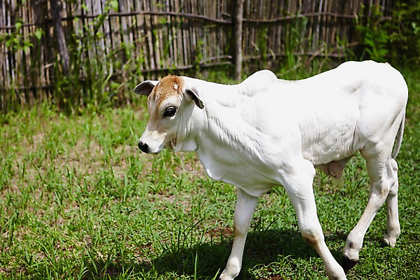 포토 JPG 주간 동물 한마리 해외 아시아 필리핀 풍경 사람없음 야외 아웃포커스 울타리 농장 시골 풀 소 국내포토 자연요소 식물 1 나라 농업 포유류 촬영기법 담장 동남아시아 파일형식