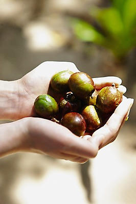 포토 JPG 주간 해외 손 열매 아시아 음식 필리핀 들기 사람 야외 아웃포커스 신체부위 양손 국내포토 자연요소 식물 나라 모션 촬영기법 동남아시아 파일형식