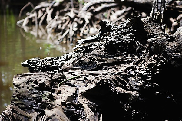 포토 JPG 주간 나무 식물 해외풍경 해외 아시아 배경화면 백그라운드 자연 필리핀 풍경 사람없음 야외 아웃포커스 물 빈티지 숲 뿌리 고목 맹그로브 썩음 팔라완 국내포토 자연요소 나라 컨셉 촬영기법 동남아시아 생태계 파일형식