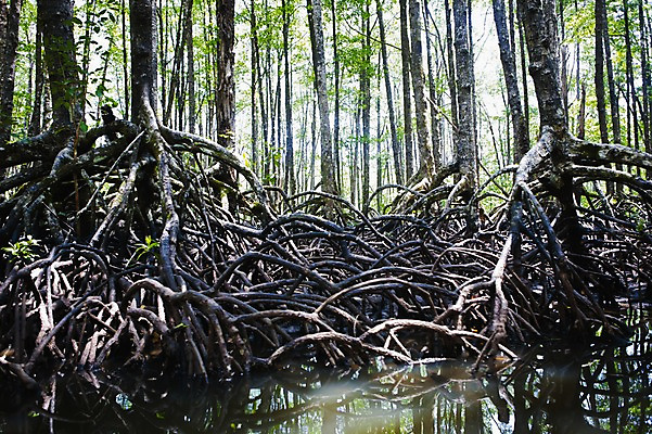 포토 JPG 주간 나무 식물 해외풍경 해외 아시아 자연 필리핀 풍경 사람없음 야외 물 반사 수중 숲 뿌리 맹그로브 울창 팔라완 수중사진 국내포토 자연요소 나라 동남아시아 생태계 파일형식