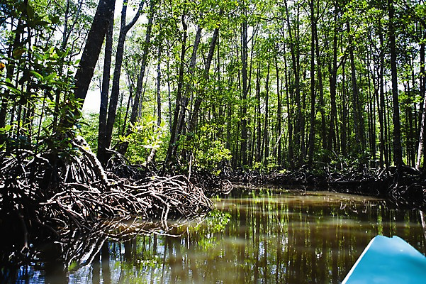 포토 JPG 주간 나무 식물 해외풍경 해외 아시아 자연 필리핀 풍경 사람없음 야외 물 반사 수중 숲 뿌리 맹그로브 울창 팔라완 수중사진 국내포토 자연요소 나라 동남아시아 생태계 파일형식