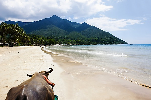 포토 JPG 주간 동물 구름 해외풍경 해외 아시아 바다 섬 여행 자연 하늘 필리핀 사람 풍경 해변 야외 관광지 여행객 맑음 소 휴양지 뿔소 국내포토 자연요소 나라 포유류 날씨 동남아시아 장소 생태계 파일형식