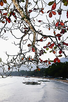 포토 JPG 주간 나무 해외풍경 해외 아시아 바다 여행 단풍 수상교통 자연 휴가 나뭇잎 필리핀 사람 풍경 야외 관광지 여름휴가 바캉스 여행객 휴양지 선박 국내포토 자연요소 식물 나라 교통수단 잎 동남아시아 장소 생태계 파일형식 여름_계절