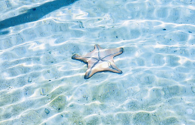 포토 JPG 주간 동물 해외풍경 해외 아시아 물결 바다 배경화면 백그라운드 불가사리 극피동물 필리핀 풍경 사람없음 야외 깨끗함 바닷속 수중 수면 수중사진 국내포토 자연요소 나라 컨셉 물 동남아시아 파일형식