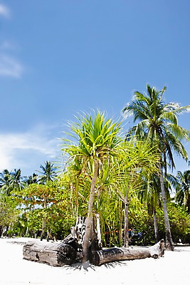 포토 JPG 주간 나무 식물 해외풍경 해외 아시아 로우앵글 여행 하늘 필리핀 풍경 해변 사람없음 야외 관광지 모래사장 야자수 맑음 휴양지 통나무 국내포토 자연요소 나라 바다 뷰포인트 날씨 동남아시아 장소 파일형식
