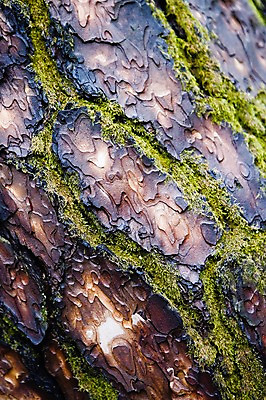 포토 JPG 주간 나무 백그라운드 자연 한국 국립공원 이끼 풍경 사람없음 야외 껍질 전라북도 내장산 태움 순창 국내포토 자연요소 식물 공원 아시아 산 전라도 생태계 파일형식