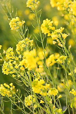 포토 JPG 주간 식물 계절 꽃 줄기 백그라운드 한국 풍경 사람없음 야외 아웃포커스 제주도 노란색 봄 유채 국내포토 자연요소 아시아 컬러 촬영기법 파일형식