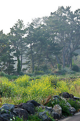 포토 JPG 주간 나무 계절 꽃 길 자연 한국 풍경 사람없음 야외 제주도 봄 암석 돌_바위 조약돌 소나무 유채 현무암 국내포토 자연요소 식물 아시아 생태계 화산암 파일형식