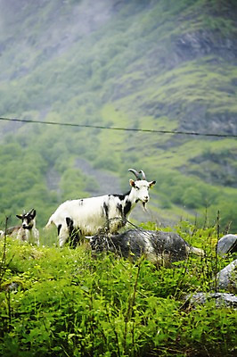 포토 JPG 주간 식물 동물 해외풍경 유럽 유럽풍경 포유류 자연 북유럽 노르웨이 풍경 사람없음 야외 양 풀 국내포토 자연요소 해외 나라 생태계 파일형식