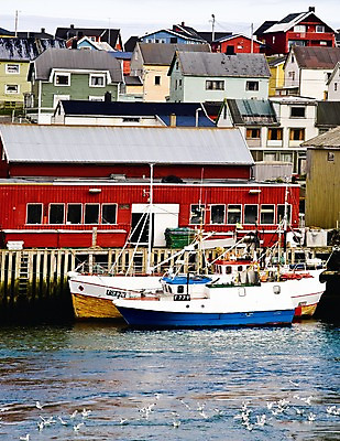 포토 JPG 주간 동물 해외풍경 건축물 건축 유럽 고건축 요트 유럽풍경 조류 주택 북유럽 노르웨이 풍경 사람없음 야외 마을 어선 마리나 베르데 선박 국내포토 자연요소 해외 나라 수상교통 배_교통 건물 파일형식