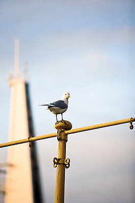 포토 JPG 주간 동물 해외풍경 유럽 백그라운드 유럽풍경 갈매기 조류 북유럽 노르웨이 풍경 사람없음 야외 탑 백야 트롬쇠 국내포토 자연요소 해외 건축물 나라 파일형식