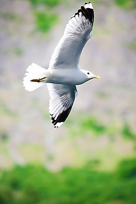 포토 JPG 주간 동물 해외풍경 유럽 유럽풍경 자연 갈매기 조류 하늘 북유럽 노르웨이 풍경 사람없음 야외 비행 날갯짓 피오르 국내포토 자연요소 해외 나라 생태계 지형 파일형식