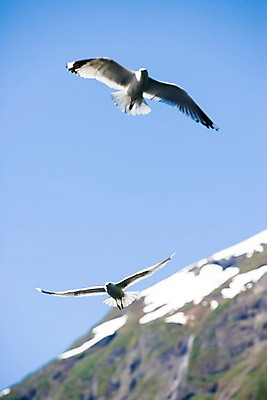 포토 JPG 주간 동물 해외풍경 유럽 유럽풍경 자연 갈매기 조류 하늘 북유럽 노르웨이 풍경 사람없음 야외 비행 날갯짓 피오르 국내포토 자연요소 해외 나라 생태계 지형 파일형식