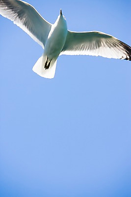 포토 JPG 주간 동물 해외풍경 유럽 유럽풍경 자연 갈매기 조류 하늘 북유럽 노르웨이 풍경 사람없음 야외 비행 날갯짓 피오르 국내포토 자연요소 해외 나라 생태계 지형 파일형식