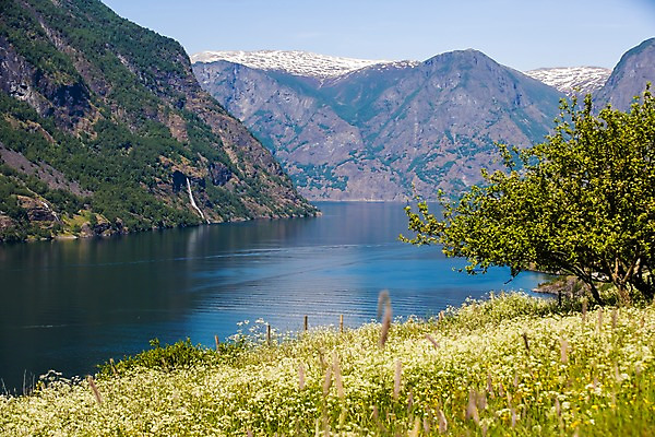 포토 JPG 주간 나무 식물 해외풍경 꽃 유럽 유럽풍경 자연 북유럽 노르웨이 풍경 사람없음 야외 피오르 국내포토 자연요소 해외 나라 생태계 지형 파일형식