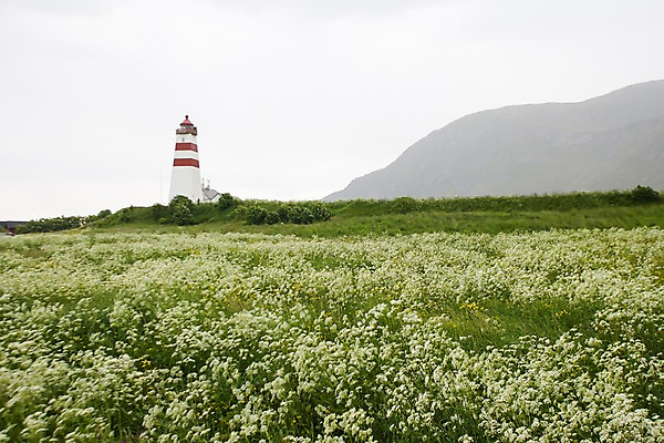 포토 JPG 주간 식물 해외풍경 건축물 건축 꽃 유럽 유럽풍경 자연 등대 북유럽 노르웨이 풍경 사람없음 야외 구되야섬 올레순 국내포토 자연요소 해외 나라 섬 생태계 파일형식