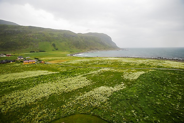 포토 JPG 주간 식물 해외풍경 건축물 건축 꽃 유럽 바다 유럽풍경 자연 주택 북유럽 노르웨이 풍경 사람없음 야외 구되야섬 올레순 국내포토 자연요소 해외 나라 섬 건물 생태계 파일형식