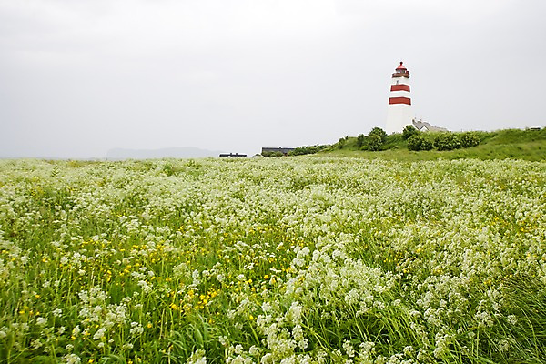 포토 JPG 주간 식물 해외풍경 건축물 건축 꽃 유럽 유럽풍경 자연 등대 북유럽 노르웨이 풍경 사람없음 야외 구되야섬 올레순 국내포토 자연요소 해외 나라 섬 생태계 파일형식