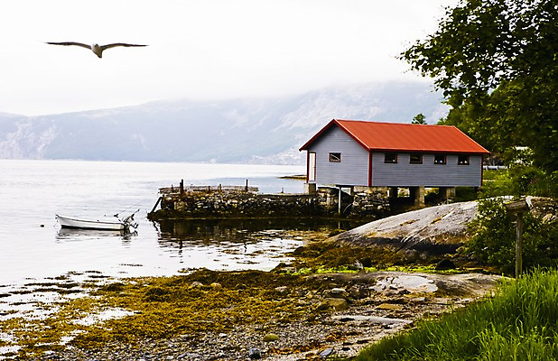 포토 JPG 주간 나무 식물 동물 해외풍경 유럽 바다 유럽풍경 자연 갈매기 조류 주택 북유럽 노르웨이 풍경 사람없음 야외 풀 보되 선박 국내포토 자연요소 해외 나라 수상교통 건물 생태계 파일형식
