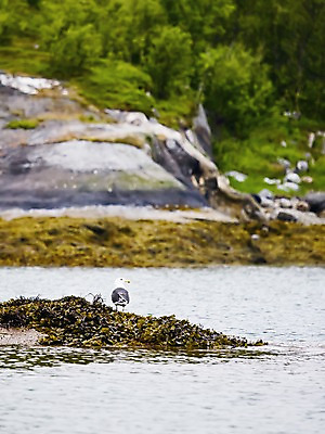 포토 JPG 주간 나무 식물 동물 해외풍경 유럽 바다 유럽풍경 자연 갈매기 조류 북유럽 노르웨이 풍경 사람없음 야외 보되 국내포토 자연요소 해외 나라 생태계 파일형식
