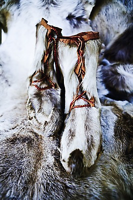 포토 JPG 동물 유럽 백그라운드 포유류 사슴 털 북유럽 노르웨이 사람없음 순록 국내포토 나라 파일형식