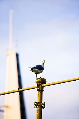 포토 JPG 주간 동물 해외풍경 유럽 백그라운드 유럽풍경 갈매기 조류 북유럽 노르웨이 풍경 사람없음 야외 탑 백야 트롬쇠 국내포토 자연요소 해외 건축물 나라 파일형식
