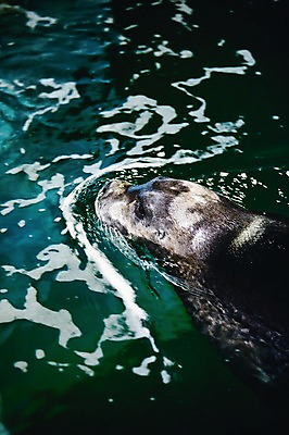 포토 JPG 동물 유럽 포유류 북유럽 노르웨이 사람없음 물 수영 물개 트롬쇠 폴라리아 국내포토 자연요소 나라 바다동물 수상스포츠 파일형식