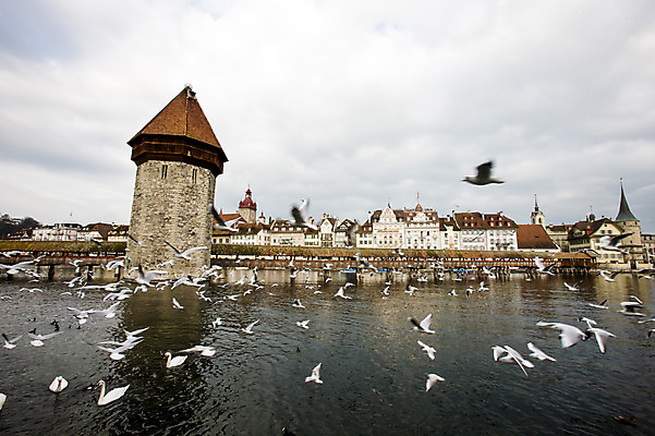 포토 JPG 주간 동물 해외풍경 건축물 건축 유럽 호수 유럽풍경 조류 풍경 사람없음 야외 강 스위스 루체른 카펠교 가교 국내포토 자연요소 해외 나라 다리_건축물 파일형식