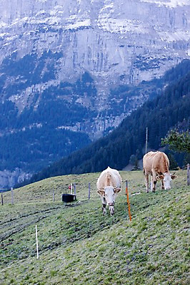 포토 JPG 주간 식물 동물 해외풍경 유럽 유럽풍경 포유류 풍경 잔디 사람없음 야외 풀 소 스위스 빌더스빌 피르스트 국내포토 자연요소 해외 나라 파일형식