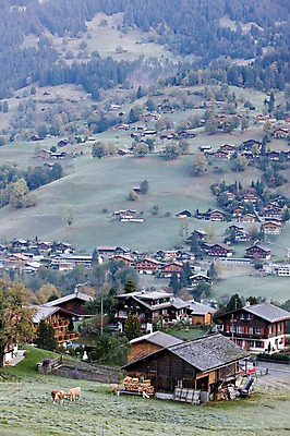 포토 JPG 주간 나무 식물 동물 해외풍경 건축물 건축 유럽 유럽풍경 포유류 자연 주택 풍경 사람없음 야외 마을 소 스위스 젖소 빌더스빌 피르스트 국내포토 자연요소 해외 나라 건물 생태계 파일형식