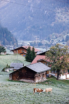 포토 JPG 주간 나무 식물 동물 해외풍경 건축물 건축 유럽 유럽풍경 포유류 자연 주택 풍경 사람없음 야외 마을 소 스위스 젖소 빌더스빌 피르스트 국내포토 자연요소 해외 나라 건물 생태계 파일형식