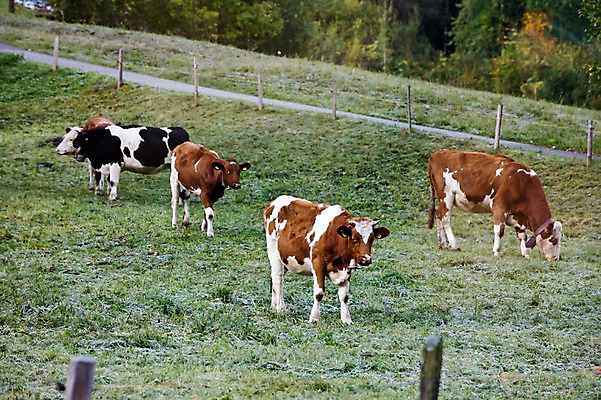 포토 JPG 주간 식물 동물 유럽 포유류 잔디 사람없음 야외 풀 소 스위스 젖소 빌더스빌 피르스트 국내포토 자연요소 나라 파일형식