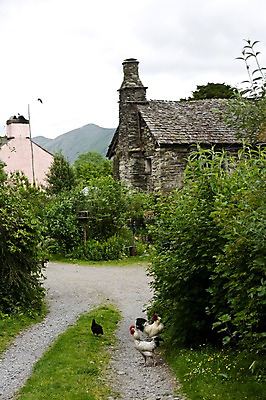 포토 JPG 나무 식물 동물 해외풍경 해외 건축물 유럽 여러마리 자연 조류 영국 거리 주택 거리풍경 풍경 사람없음 건물 시골 닭 국내포토 건축 나라 다수 생태계 파일형식